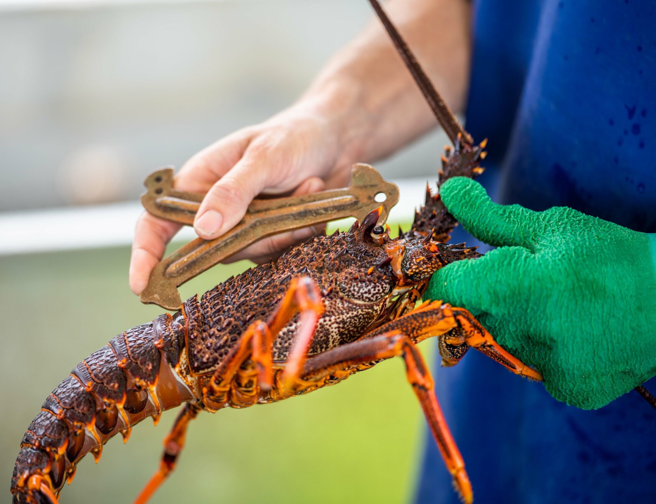 Live east coast rock lobster fishing in Australia. Crayfish on a boat caught in lobster pots in Australia being measured.